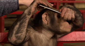 Insolite : des singes confrontés à des tours de magie sur iPad