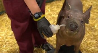 Elon Musk implante une puce connectée dans le cerveau d’un cochon