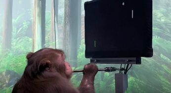 Neuralink d’Elon Musk publie une vidéo d’un singe jouant au Pong avec son esprit